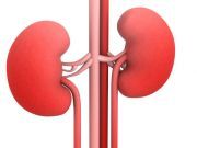 Eating High Acid Foods Could Harm Your Kidneys