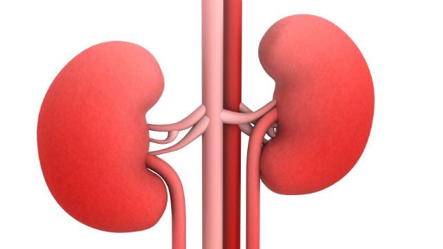 kidneys