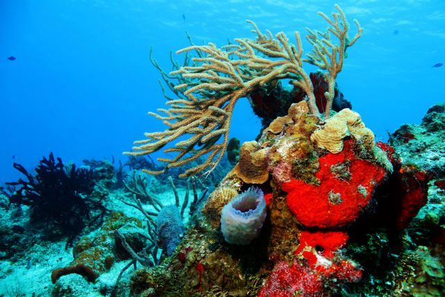 Warm Ocean Waters Are Killing Off Coral