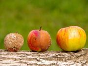 Rotting: A Way to Tell Your Food is Real