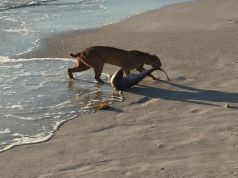 Bobcat Pulls a Shark for Dinner from the Surf