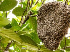 Honey Thieves Try to Rob a Hive on Easter