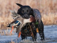 Duck Dog Retrieves Owner in Heroic Rescue