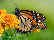Roundup and Other Herbicides Trigger Demise of the Monarch Butterfly