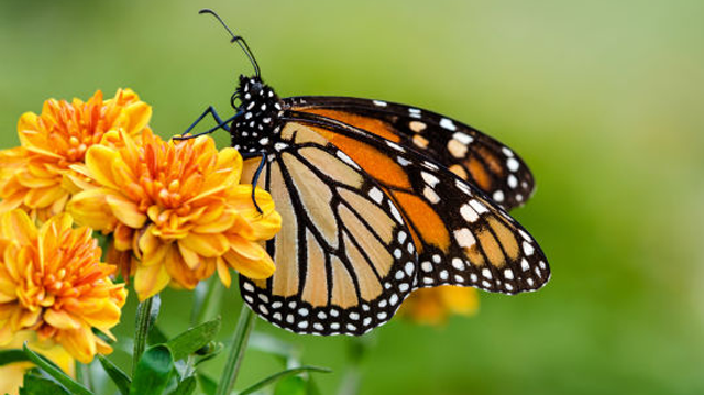Fotolia_69221666_Subscription_Monthly_M