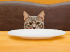 8 Things to Never Feed Your Cat
