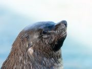 Hungry Sea Lion Attempts to Steal a Man’s Fish and Misses the Mark