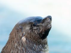 Hungry Sea Lion Attempts to Steal a Man’s Fish and Misses the Mark