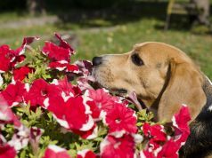 Following Our Noses vs. Following Our Dreams