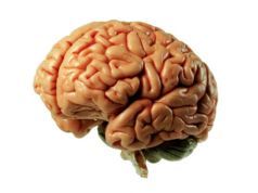 Brain Tricks that Work: Just Say No to Junk