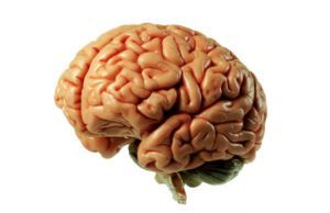 Brain Tricks that Work: Just Say No to Junk