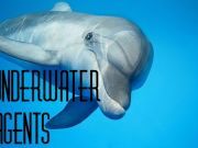 Dolphins in Warfare?
