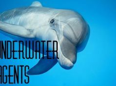 Dolphins in Warfare?