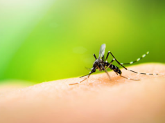 How to Naturally Stop Mosquitoes Before They Stop You