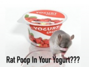 Does Your Yogurt Contain Rat Poop?