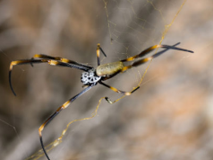 GMO Spider Venom for Male Virility? No Thanks, There’s a Better Way!