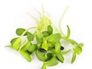 7 Reasons to Eat More Sprouts