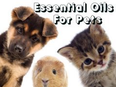5 Essential Oils to Have for Your Pets and How to Use Them