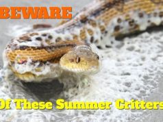 Snake Surfs to the Beach (Watch out for These 3 Summer Critters)