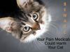 Your Pain Relief Cream Might Be Fatal to Your Cat