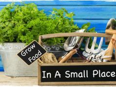Start a Food Garden with Little Space