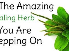 The Free Medicinal Herb You Step on Every Day