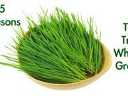 5 Reasons Why You Should Try Wheatgrass and 4 Ways to Use It