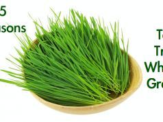 5 Reasons Why You Should Try Wheatgrass and 4 Ways to Use It
