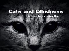 Research Shows That Cat Allergens Pose a Serious Risk to Eye Health