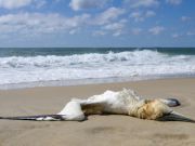 This Mysterious Ocean Blob Is Killing Thousands of Seabirds in California