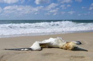 dead bird on a beach - atlantic west coast of france
