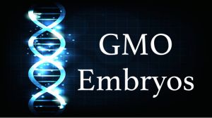 GMO embryos