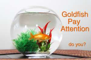 Goldfish in bowl aquarium