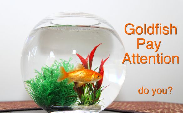 Goldfish in bowl aquarium
