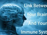 New Link Discovered Between the Immune System and Brain
