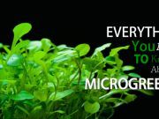 What You Need to Know about Microgreens