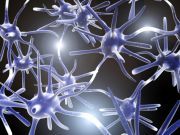 Is the Vagus Nerve the “Medical Holy Grail” for Human Health?