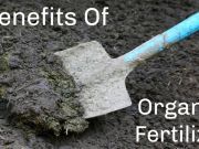 Benefits of Switching to Organic Fertilizer: Which Should You Choose?