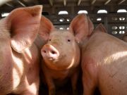 Pig Farmers Are at High Risk for Staph Infections