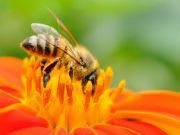 What Would Happen to Our Food Supply without Bees?