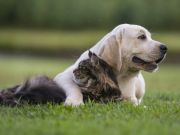 Is Your Pet Making You Sick?
