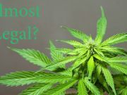 Are We Moving One Step Closer to the Federal Legalization of Marijuana?