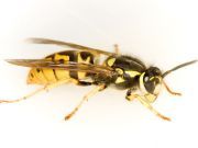 Can Wasp Venom Annihilate Cancer Cells?