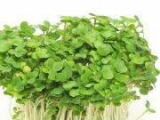 Sprouting: The Unconventional Way to Prepare Whole Grains and Beans