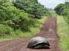 An Alternative Way to See the Galápagos Tortoises