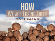 How Earth Is Losing Its Trees to Humans