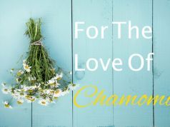Chamomile May Protect Against Death