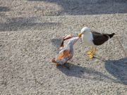 If Seabirds Could Talk: “How Would You Like to Eat Plastic for Dinner?”