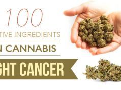 100 Active Ingredients in Cannabis Fight Cancer