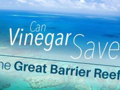 Can Vinegar Save the Great Barrier Reef?